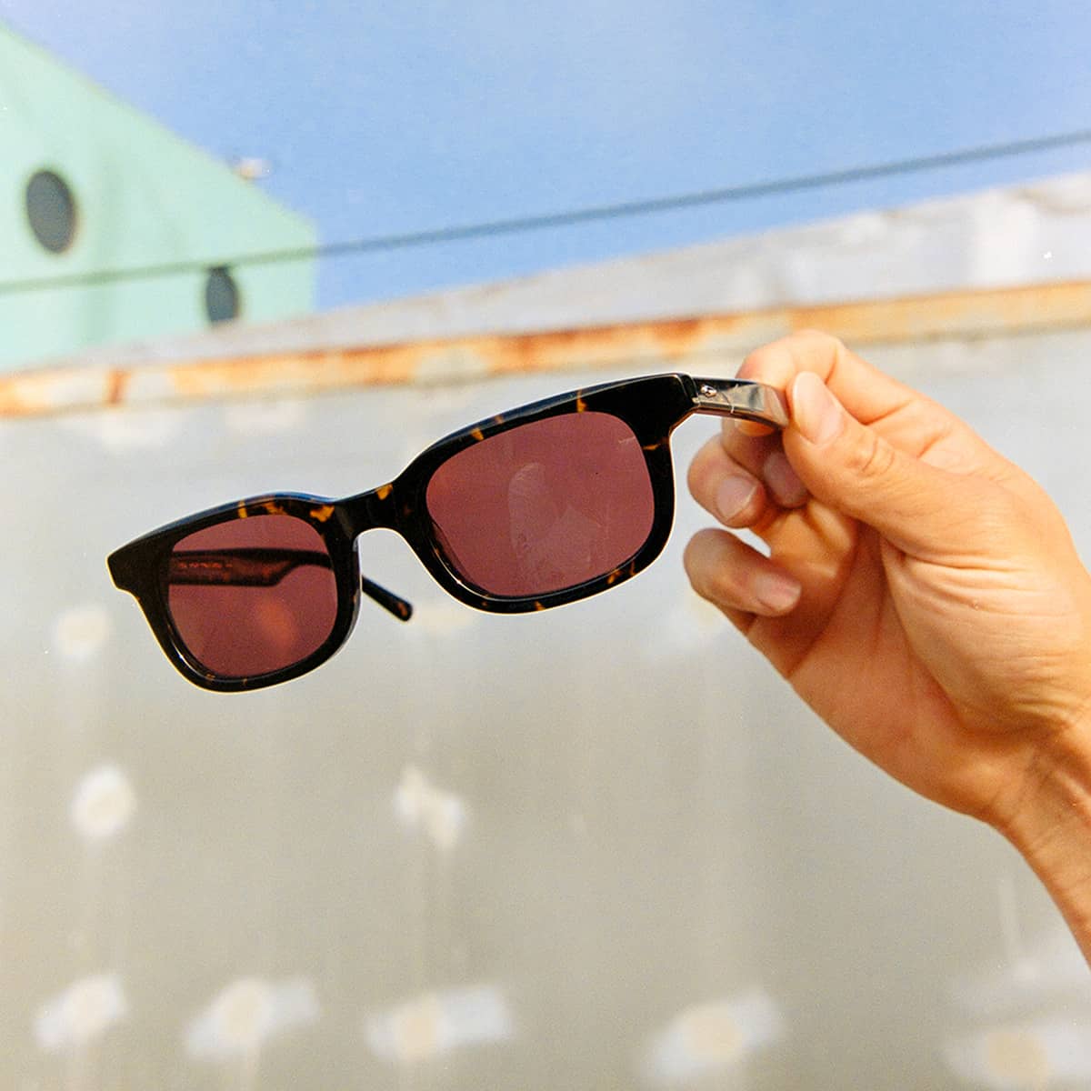 The Pop Control - Dark Tortoise Bio Polarized