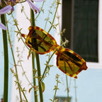 The Heavy Tropix - Blonde Tortoise Bio Polarized