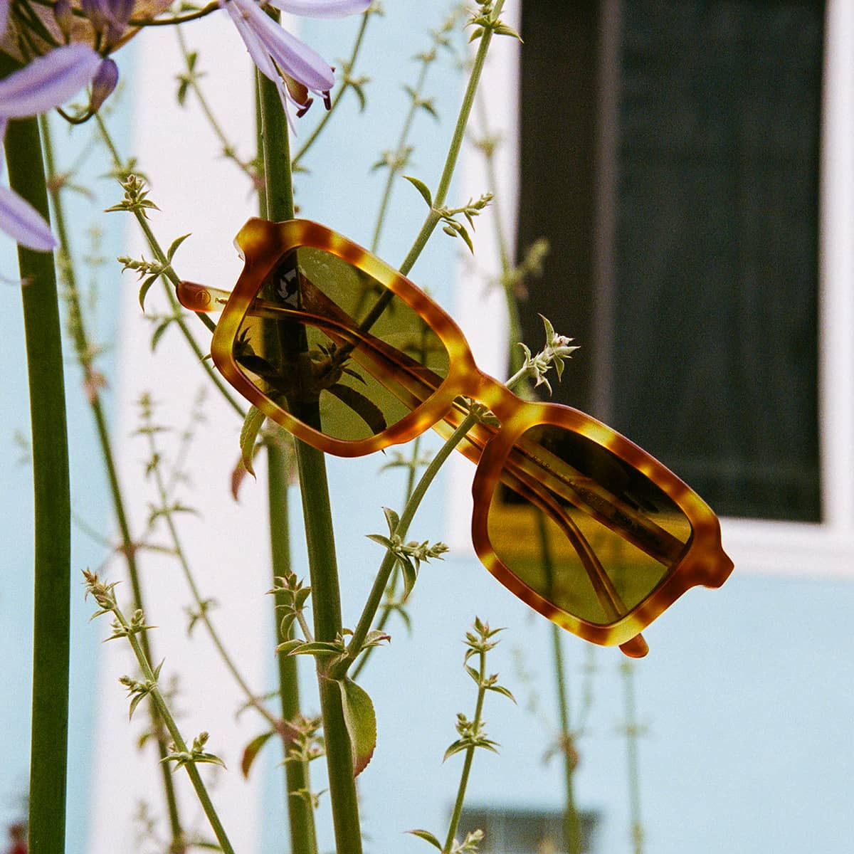 The Heavy Tropix - Blonde Tortoise Bio Polarized