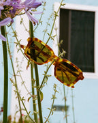 The Heavy Tropix - Blonde Tortoise Bio Polarized